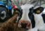 Российские власти успокоили потребителей и рынок: коллапса на рынке молока не будет