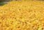 «Астарта» наладила поставки кукурузы в Китай