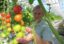 Польская компания Green Factory хочет выращивать овощи в Закарпатской области