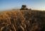 Ткачев: Минсельхоз повысил прогноз по урожаю зерна в 2016 году до 106 млн тонн