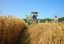 Через пять лет российская пшеница, устойчивая к ветру, займет 10 млн га полей