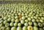 В Новосибирской области уничтожили почти 11 тонн польских яблок