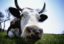 На весь Рай одна корова: неожиданные открытия сельхозпереписи