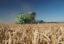 Минсельхоз сохраняет прогноз по урожаю зерна в 2016 году до рекордных 110 млн тонн