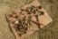 Уральские ученые нашли кости плезиозавра в Оренбургской области