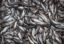 СМИ: власти Сахалина и Сбербанк наладят поставки рыбы в регионы
