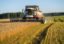 Правительство РФ решило обнулить на два года экспортную пошлину на пшеницу