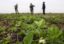 Дагестанские аграрии начали выращивать клубнику и малину в промышленных масштабах