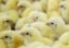 Россия может запретить ввоз из Польши цыплят и инкубационных яиц