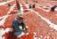 Россия снимает ограничения на поставки турецких томатов с 1 ноября