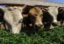 Власти Подмосковья рассмотрят возможность выделения субсидий на мясное животноводство