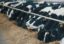 Скотоводам НАО направят боле 200 млн рублей на поддержку молочной отрасли